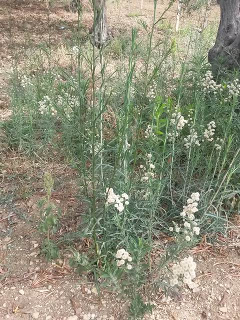 Erigeron bonariensis